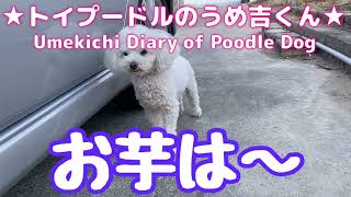 お芋は〜 ★トイプードルのうめ吉くん（832日目)★Umekichi Diary of Poodle Dog