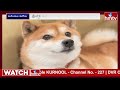 సోషల్ మీడియా మీమ్‌ డాగ్ ఇక లేదు famous meme dog chimtu bro died hmtv