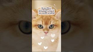 Find Your Perfect Kitten Companion Today!
