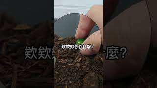 讓金龜子措手不及的絕招😏#reptile  #寵物 #甲蟲  #beetle