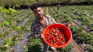 महाब्लेश्वर मधे स्टाबेरीच्या शेतात जाऊन strawberry 🍓 घेउन आलो❤️