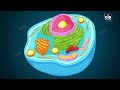 the fundamental unit of life full chapter animation class 9 biology ch 5 ncert