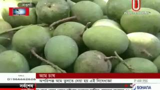 Rajshahi chapai Mango, 01 June 2015