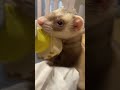 イタチと遊んでたら後ろになんかいた笑 フェレット ferret イタチ 犬 チワックス 多頭飼い かわいい動物 shorts