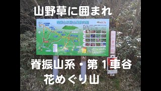 脊振山系シリーズ・山野草に囲まれて・春の山歩き　日本山岳資産#35