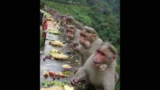 Rare pic sitting n eating together in civilized way#wildlife#monkey