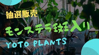 【抽選販売】モンステラ　斑入り　育て方　観葉植物　インテリアグリーン