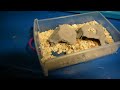 mini mealworm colony beetles and baby mealworms