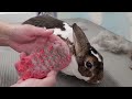 grooming a rex rabbit the ultimate grooming process step by step