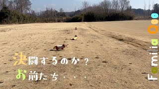 決闘するのか?お前たち・・・【ミニチュアダックス犬】