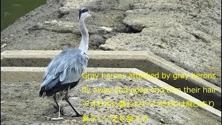 アオサギに襲われたアオサギは飛び去り糞して　毛づくろいGray herons attacked by gray herons fly away and poop and trim their hair