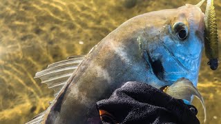 The Entrance Fishing - Flatheads, Big Whiting and Surprise Trevally !