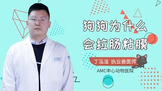 狗狗為什么會拉腸粘膜