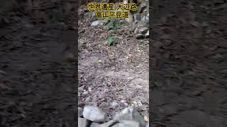 #世界遺産 #熊野古道大辺路 #富山平見道