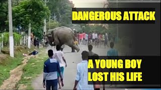 Elephant attack||Dangerous attack| #elephantattack #wildattack