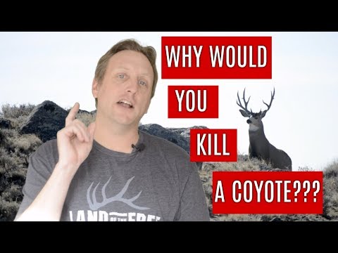 Does killing coyotes increase population?
