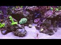 100 gallon reef tank sps coral