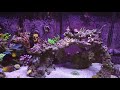 100 gallon reef tank sps coral