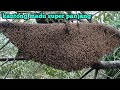 sarang rendah super jumbo#madu #hutan #panenmadu #lebah #hutan