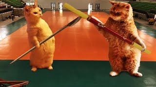 New Funny Cats and Dogs Videos 🐱 New Funny Catss 2024 😻