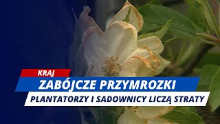 Ogromne zniszczenia po fali przymrozków