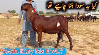 Sooda Ktny Ma Hwa.? Nagra Goats,Gabban Goats #sahiwalbakramandi #goats