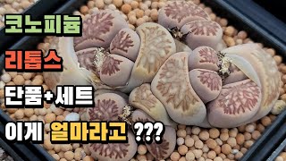 🙆🏻‍♂️꿀팁!!! + 코노/리톱스 단품 부터 리톱스 모듬세트까지🙆🏻‍♂️