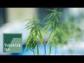 Only PEI sells less legal pot than B.C. | Vancouver Sun