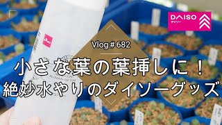 【Vlog682】【多肉植物】小さな葉の葉挿しに！絶妙水やりのダイソーグッズ【DAISO・セリア・100均グッズ】