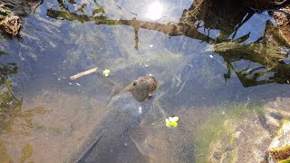 Fish hunting || catching the small korameenu(murrel) fish traditional way