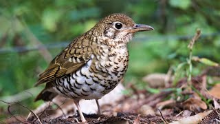 Russet-tailed Thrush foraging