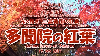 211119 秋の風景【三富新田 多聞院の紅葉】　　　　　　　　　　　　　　　　　　　　　　　　[Autumn leaves of Santome Shinden Tamonin]