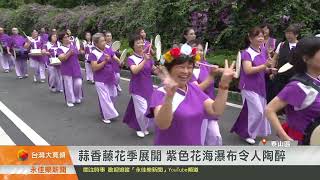 1131101永佳樂新聞 蒜香藤花季展開 紫色花海瀑布令人陶醉