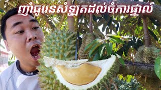 Eat Durian​ I ទៅញុាំធូរេនដល់សំឡូតចំការតាសាន