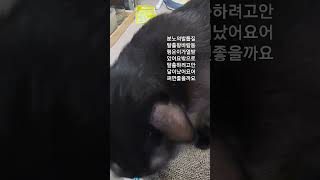 분노의발톱질 탈출왕바람둥 행운이가 열받았어요밖으로 못나가서 그런가봐요 탈출왕바람둥행운이가