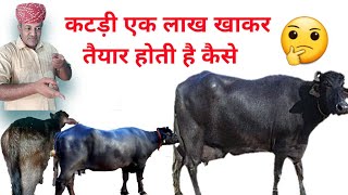 Murrah calf, हीफर पर , कितनी कीमत खर्च, करते हैं #Murrah buffalo heifer price in Haryana