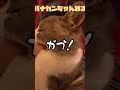 ご主人の膝の上は最高！ shorts ねこ short cat