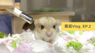 養鼠vlog EP.2 迎接新成員、通心粉鼠🐭 嘰噠、微 #配糧 #收納 #倉鼠