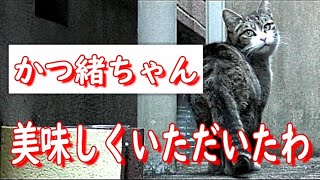 猫白血病のかつ緒　口内炎だからお食事が大事なの【トレー試行錯誤その2】