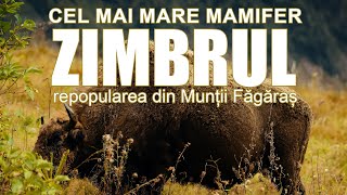 Zimbrul - Repopularea cu cel mai mare mamifer din Europa în Munții Făgăraș