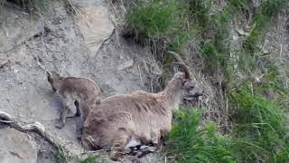 Wenige Stunden altes Steinbockkitz