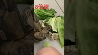 ギリシャリクガメの食事・高速編集【Greek Tortoise Diet - Fast Edit】