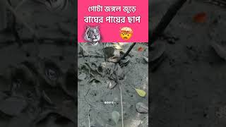 আবারও গ্রামের পাশে বাঘের হানা 🥺🥺 #shorts #ytshortsvideo #sundarban