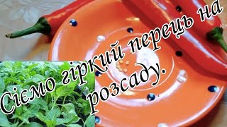 Щоб отримати  дружні сходи і міцну росаду Сіємо гіркий червоний перець саме так.