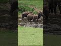 anakulam elephant viewpoint 🐘🐘 munnar mankulam shorts