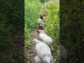 【鶏日記】序列順に1列！ coq hens poules にわとり にわとりこ 鶏 ニワトリ 雄鶏 鶏日記