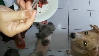 my dogs: yuri, mamba, creamy, deisu \u0026 kobe.. nasa labas ang isa, si jairah