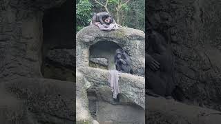 Chimpanzee/Pan troglodytes/Taipei Zoo