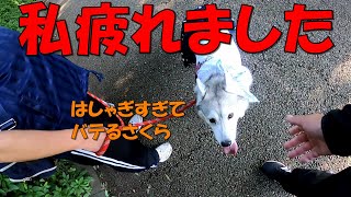 舌が長くなるさくら 　【シベリアンハスキー】