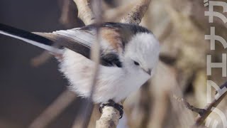 シマエナガ「雪の妖精」 Long-tailed Tit Shima-enaga Hokkaido,Japan